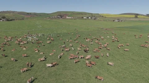 Cattle Farming for Dairy and Beef Production Stock Footage 342781758