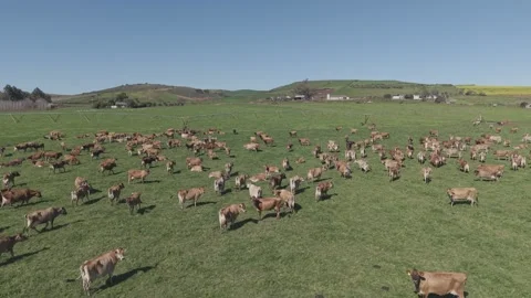 Cattle Farming for Dairy and Beef Production Stock Footage 342782010