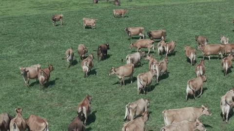 Cattle Farming for Dairy and Beef Production Stock Footage 342782367