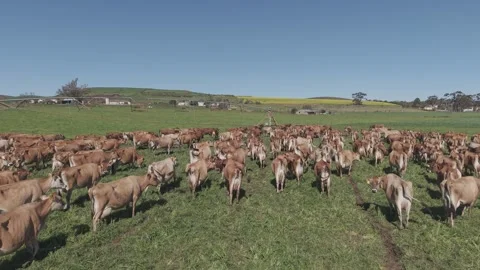 Cattle Farming for Dairy and Beef Production Stock Footage 342782865