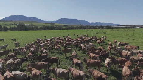 Cattle Farming for Dairy and Beef Production Stock Footage 342783175
