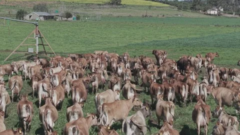 Cattle Farming for Dairy and Beef Production Stock Footage 342783322