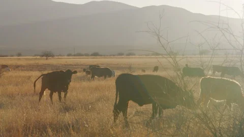 CATTLE FARMING IN THE EVENING Stock Footage 98619301