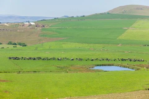 Cattle Farmlands Stock Photos
