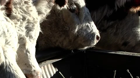 Cattle Feed Lot in Chubut, Argentina. Close Up. Stock Footage 190832078