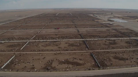 Cattle feed lot  drone shot  thousand's of cows. Abstract &amp; amazing sight. Stock Footage 236176604