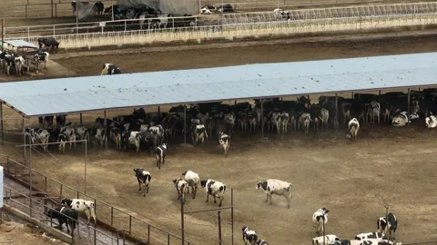 Cattle in feed lot at farm ranch. Meat industry and butcher concept. Video stock 246729044
