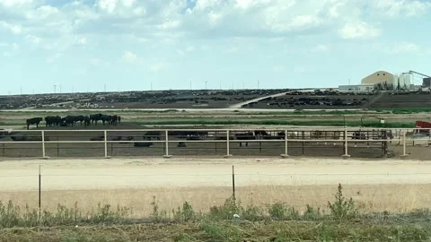 Cattle Feed Lot Stock Footage 138032869