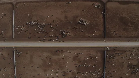 Cattle feed lot seen from a drone looking straight down. Abstract surreal view. Stock Footage 236176780