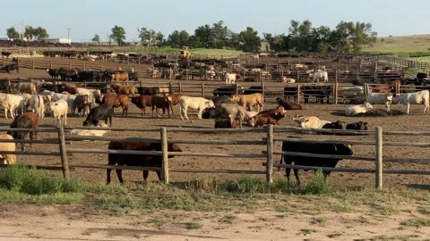 Cattle Feed Yard 4K Stock Footage
