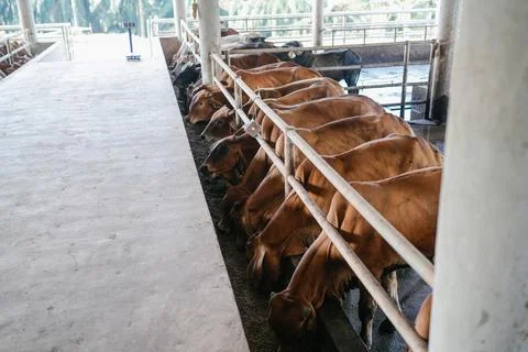 Cattle Feeding in Barn (Or: Herd of Brown Cows Eating Feed in a Covered Stall Stock Photos