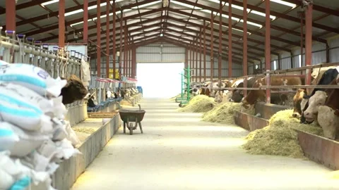 Cattle, feeding cows in farm cattle farmer working alone outdoors on farm feed Stock-Footage 334655227