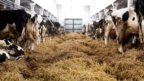 Cattle, feeding cows in farm cattle farmer working alone outdoors on farm feed Stock-Footage 334655324