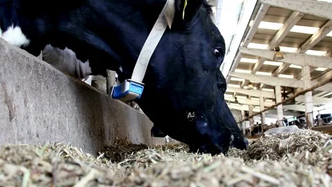 Cattle, feeding cows in farm cattle farmer working alone outdoors on farm feed Vídeos de archivo 334655706