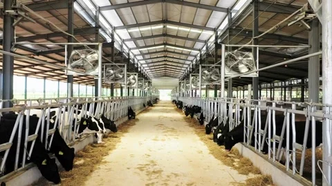 Cattle, feeding cows in farm cattle farmer working alone outdoors on farm feed Vídeos de archivo 334655826