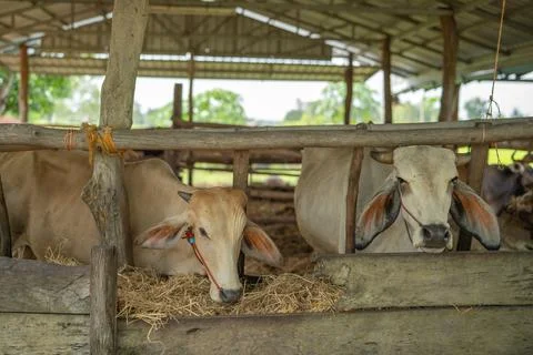 Cattle feeding on dry hay inside rustic open cowshed. Traditional livestock.. Stock Photos