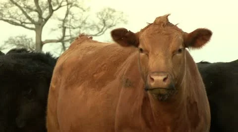 Cattle feeding 動画素材 12433945