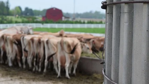 Cattle Feeding Stock Footage 75624017