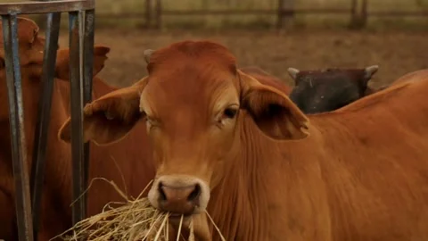 Cattle feeding on hay Stockbeeldmateriaal 168388218