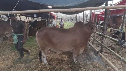 Cattle Feeding Inside Shed at Eid Market in Diyabari, Uttara Stock Footage 335367598