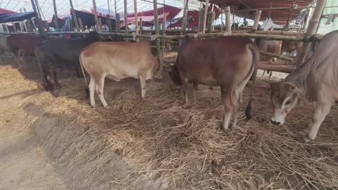 Cattle Feeding Inside Shed at Eid Market in Diyabari, Uttara Stock Footage 335372878