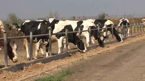 Cattle feeding in open stable Stock-Footage 39671652