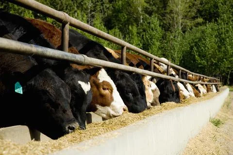 Cattle Feeding Stock Photos