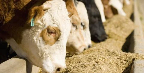 Cattle Feeding Stock Photos