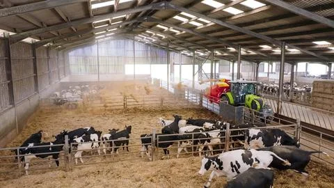 Cattle feeding process in an automated breeding plant with machinery Stock Photos