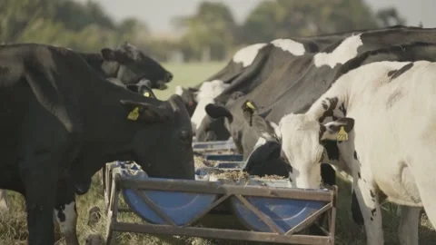Cattle feeding in the stall. Vídeo Stock 130829341