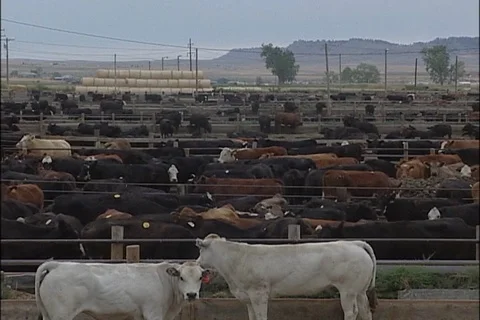 Cattle in Feedlot Corrals 스톡 동영상 93056509
