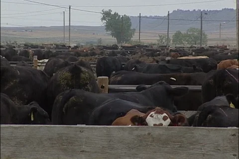 Cattle in Feedlot Corrals Stock Footage 93366980