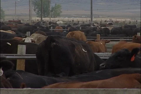 Cattle in Feedlot Corrals Stock Footage 93817553
