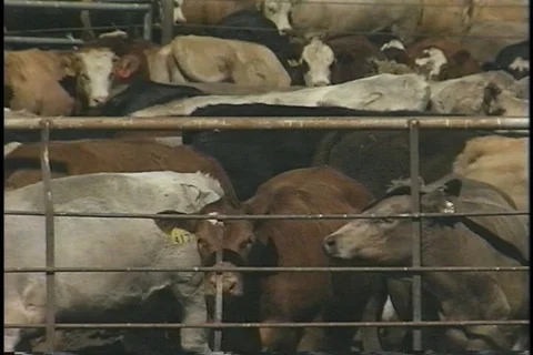 Cattle in Feedlot Corrals 스톡 동영상 93910433