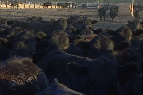 Cattle in Feedlot Corrals Stock Footage 93916407
