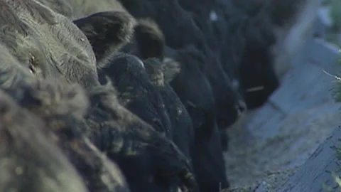 Cattle Feedlot Stock Footage 175885871