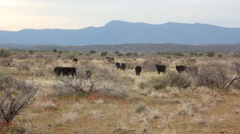 Cattle in Field 1 HD 30P 8s Stock-Footage 4005108