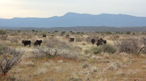 Cattle in Field 2 Stock Footage 4005551