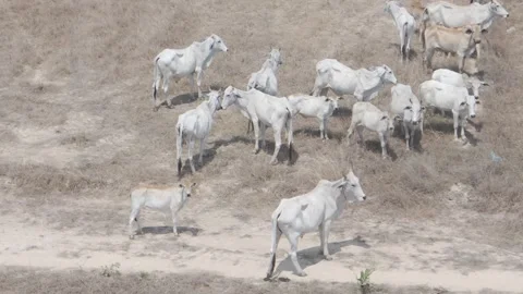 Cattle in a field, Cambodia Video stock 281859258