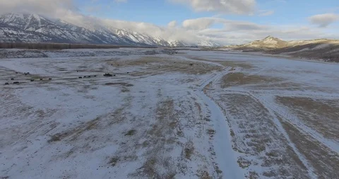 Cattle Field Covered in Snow Cows Grazing Winter Mountains Establishing Aerial Stock Footage 87234858