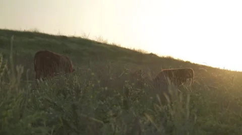Cattle in the field during sunset Video stock 43860872