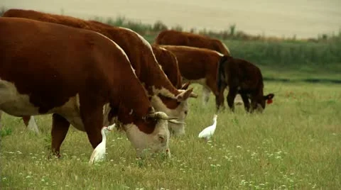 Cattle in a field, eating grass in Texas with egrets birds symbiosis Stock Footage 11029136
