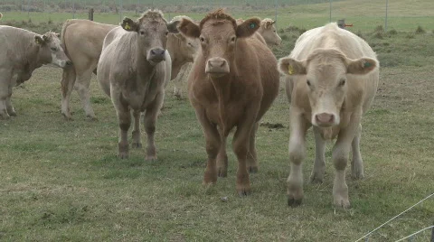 Cattle in a field Stock Footage 659433