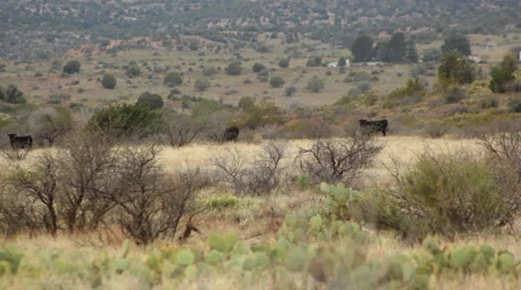 Cattle in Field Stock Footage 4005800