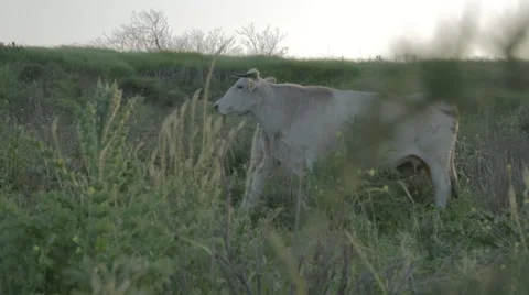 Cattle in the field Stock Footage 43860919