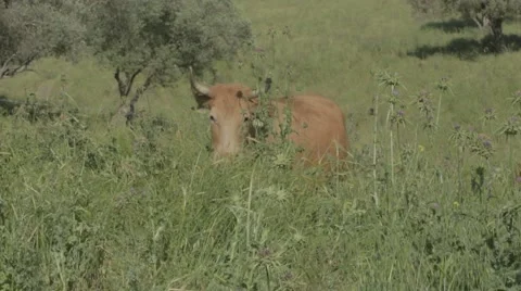 Cattle in the field Stock Footage 43870583