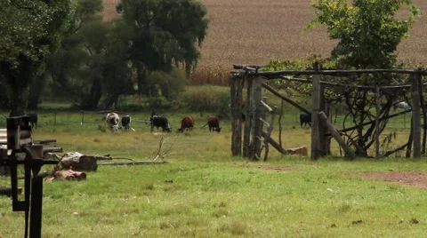 Cattle in a field Stock Footage 51455186