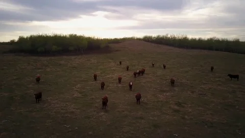 Cattle in field  Stock Footage 77714236