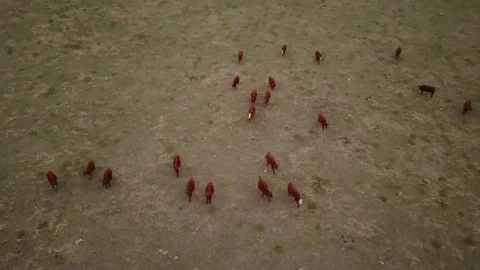 Cattle in field Stock Footage 77714320