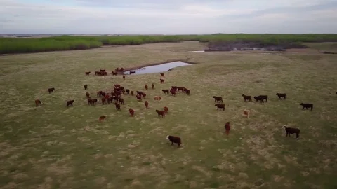 Cattle in field Stock Footage 77714389